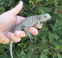 Load image into Gallery viewer, Baby Rhino Iguana (1)