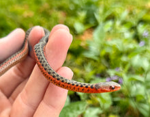 Load image into Gallery viewer, Juvenile Erythistic Flame Eastern Garter Snake