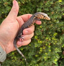 Load image into Gallery viewer, Baby Sulawesi Water Monitor (2)