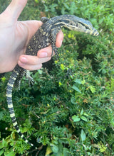 Load image into Gallery viewer, CBB Baby Asian Water Monitor (2)