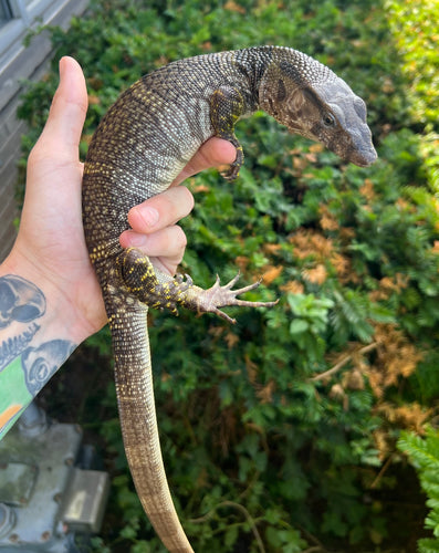 Juvenile Dumeril’s Monitor