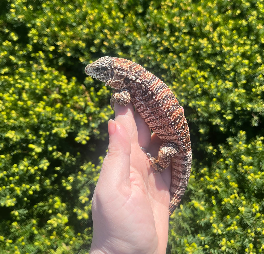 Baby Red Tegu