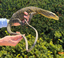 Load image into Gallery viewer, Sub-Adult Crocodile Monitor