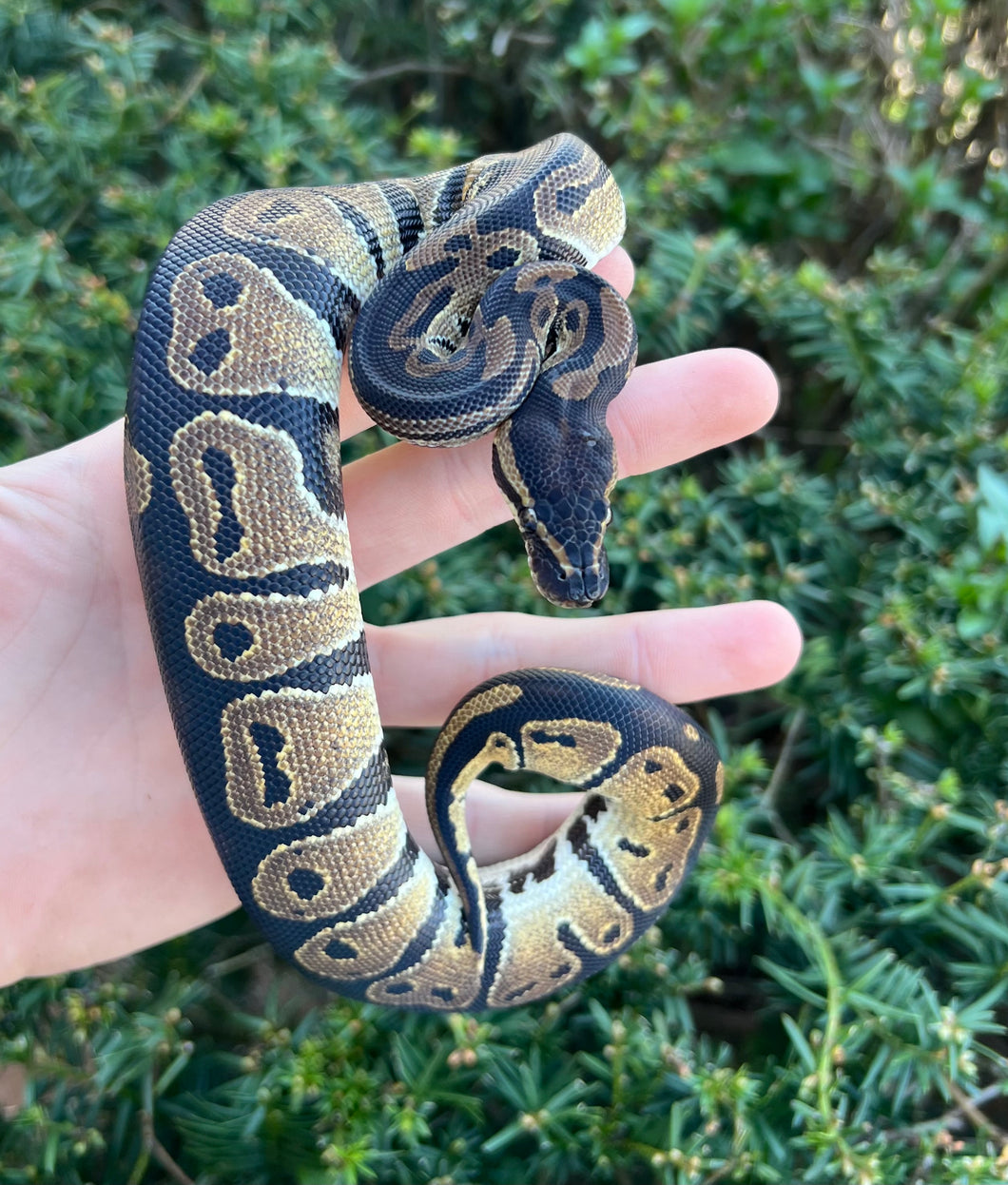 Baby Blackhead Ball Python
