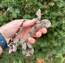 Load image into Gallery viewer, Baby Guyana Boa (Female 3)