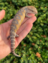 Load image into Gallery viewer, Baby Sunrise Northern Blue Tongue Skink (3)