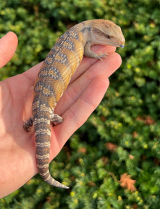 Baby Sunrise Northern Blue Tongue Skink (3)