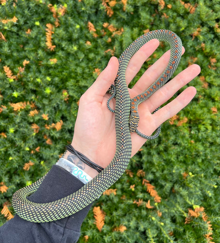 Adult Paradise Flying Snake (Female)