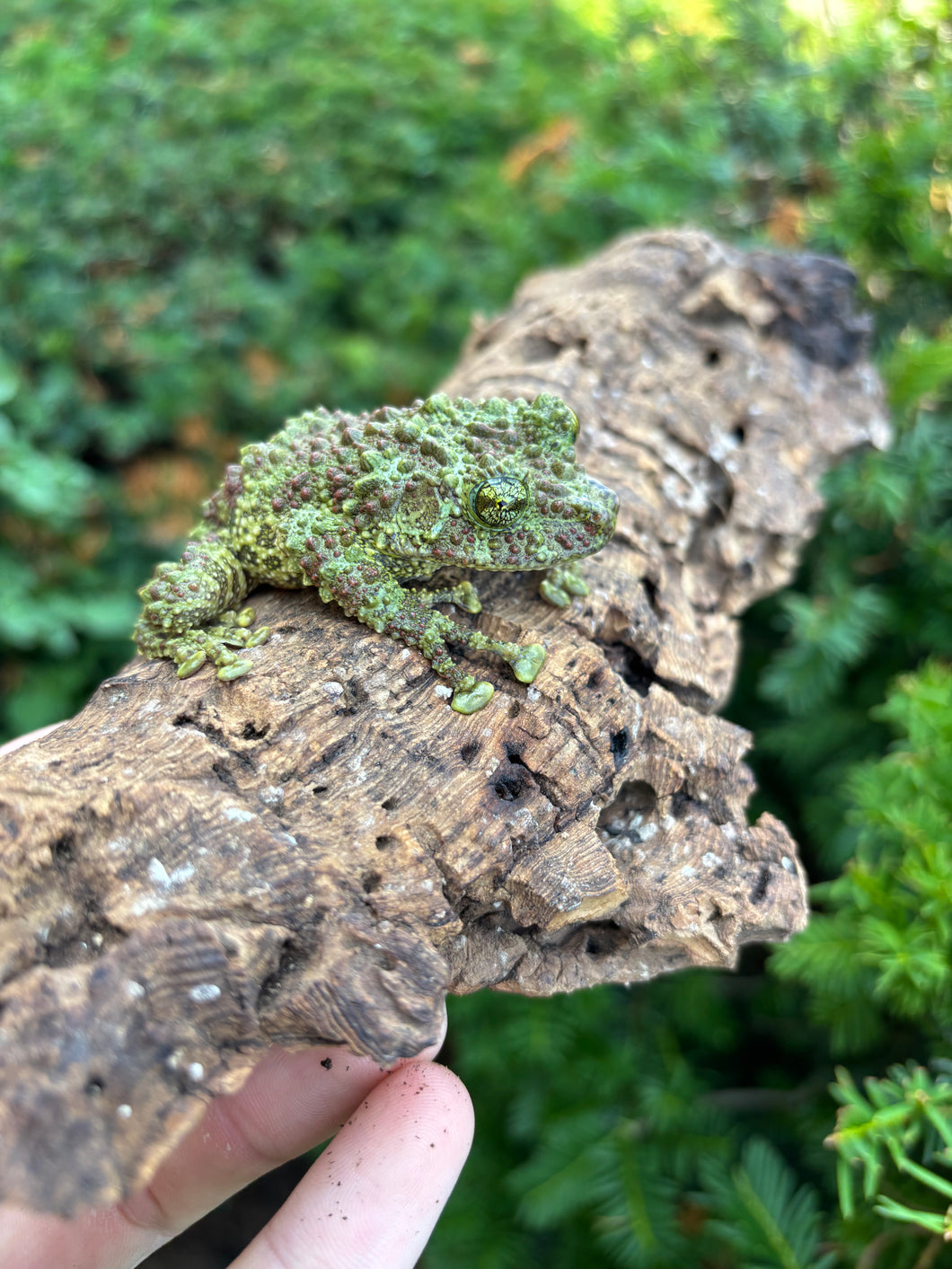 Adult Vietnamese Mossy Frog