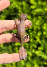 Load image into Gallery viewer, Satanic Leaf-Tailed Gecko (Female 1)