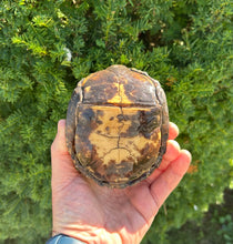 Load image into Gallery viewer, Adult Eastern Box Turtle (Female 2)