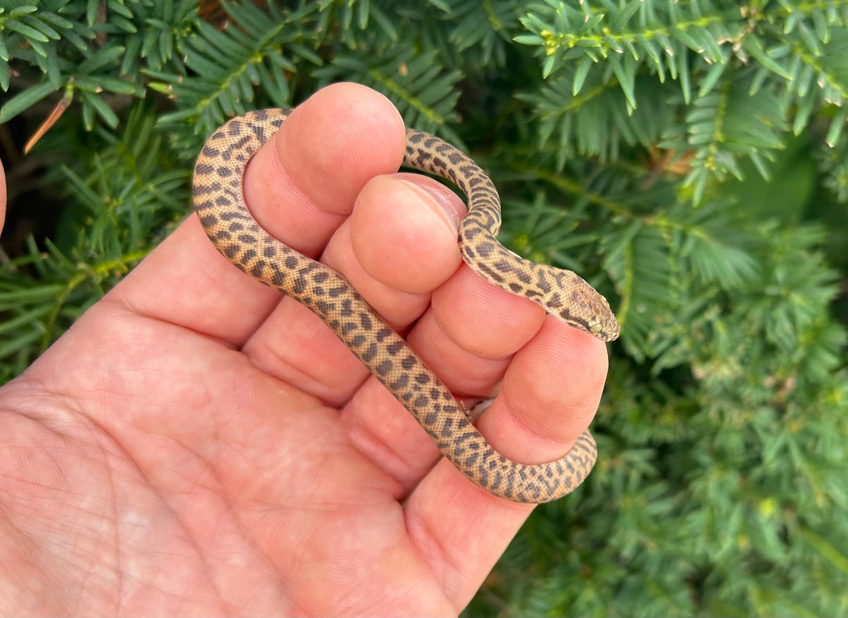 Baby Eastern Stimson’s Python (Female 2) – Scales and Tails of Ohio
