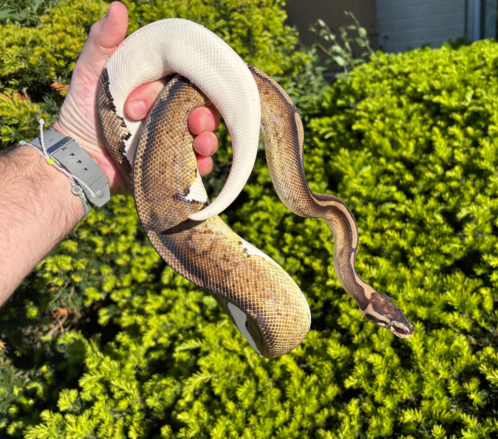 Adult Pastel Pied Ball Python (Female) – Scales and Tails of Ohio