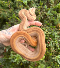 Load image into Gallery viewer, Juvenile Hypo Striped Columbian Red-Tailed Boa Constrictor (Female)