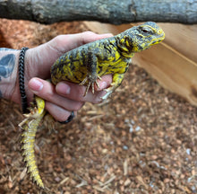 Load image into Gallery viewer, Adult Yellow Uromastyx (Female)