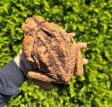 Load image into Gallery viewer, XXL Cane Toad (2)