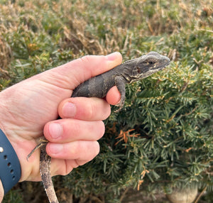 Baby Spiny Tailed Iguana