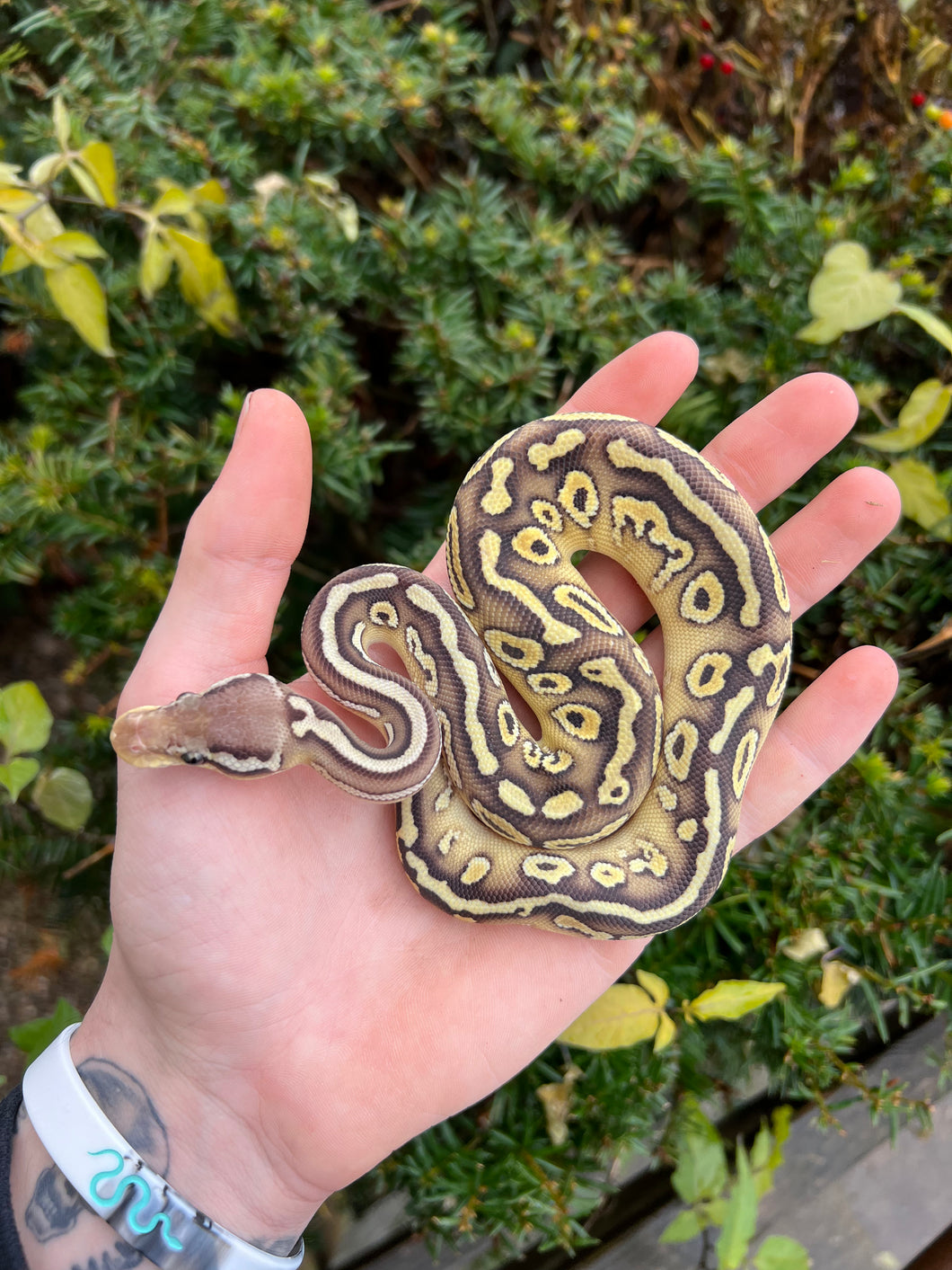Baby Pastel Mohagany Lesser Ball Python