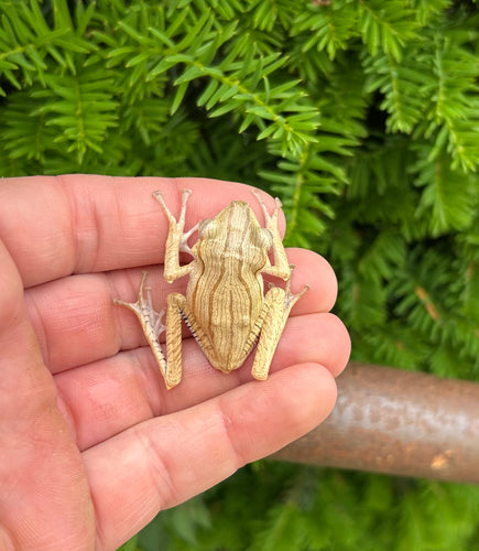 Borneo Eared Frog