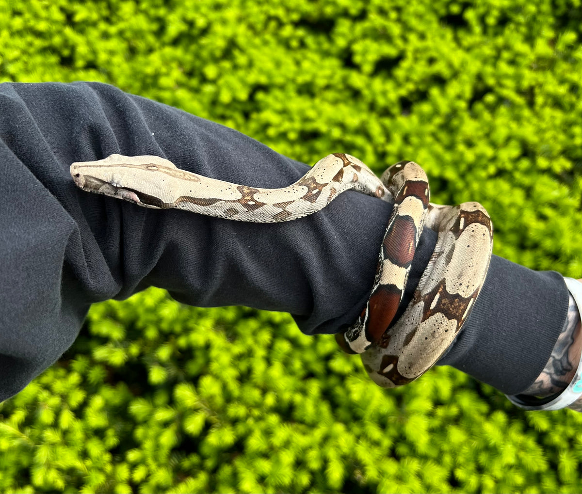 Small Guyana Boa (Female 2) – Scales and Tails of Ohio