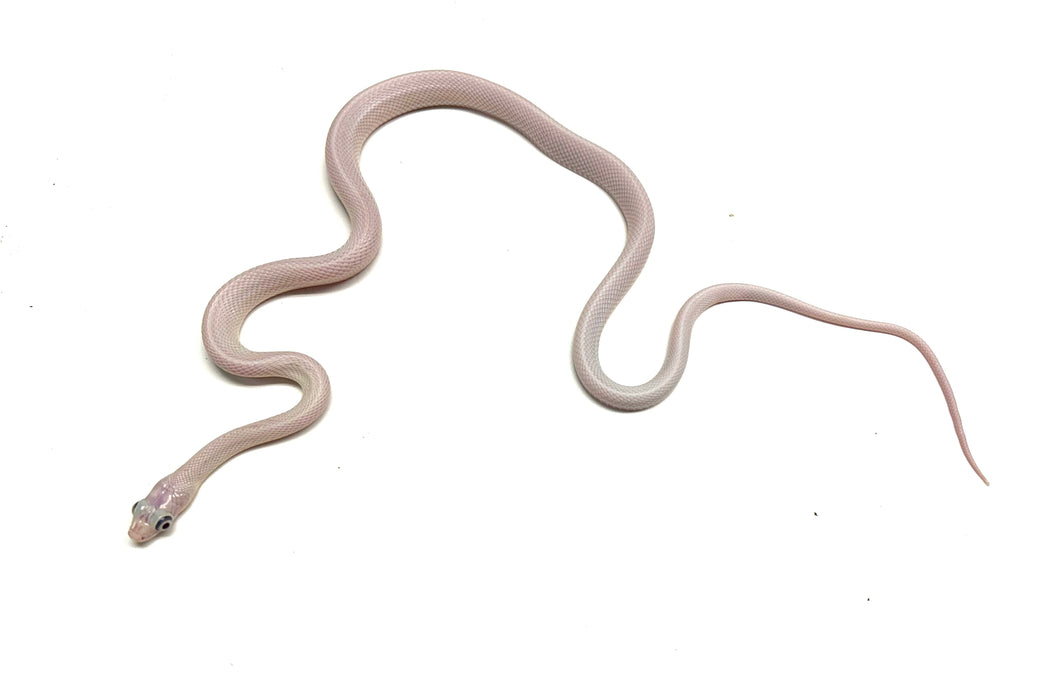 Juvenile Blue-Eyed Leucistic Texas Ratsnake (Female)