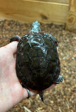 Load image into Gallery viewer, 4” Eastern Painted Turtle