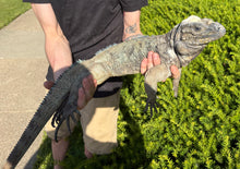 Load image into Gallery viewer, Adult Rhino Iguana (Male)