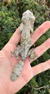 Adult Mossy Leaf-tailed Gecko (Female) – Scales and Tails of Ohio