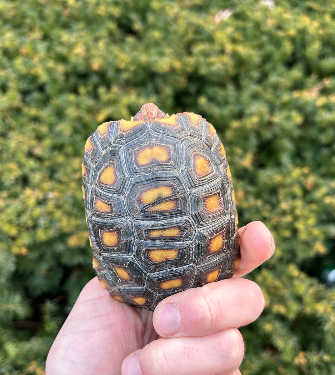 4” CherryHead Red Foot Tortoise Scales and Tails of Ohio