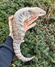 Load image into Gallery viewer, Adult Northern Blue Tongue Skink (Imperfect)