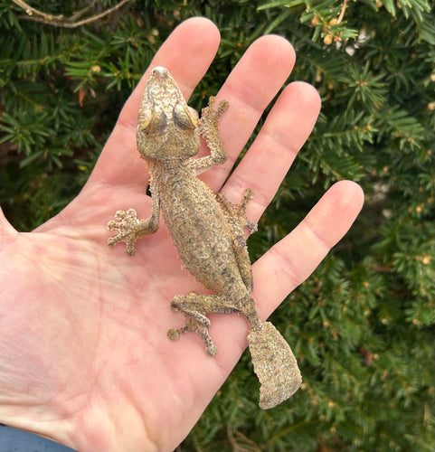 Sub-Adult Giant Leaf-tailed Gecko (Female 1)