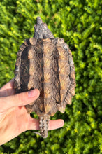 Load image into Gallery viewer, 7” Alligator Snapping Turtle