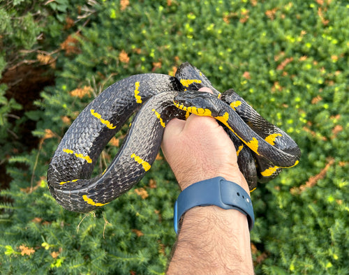 Adult Malaysian Mangrove Snake (Male 2)