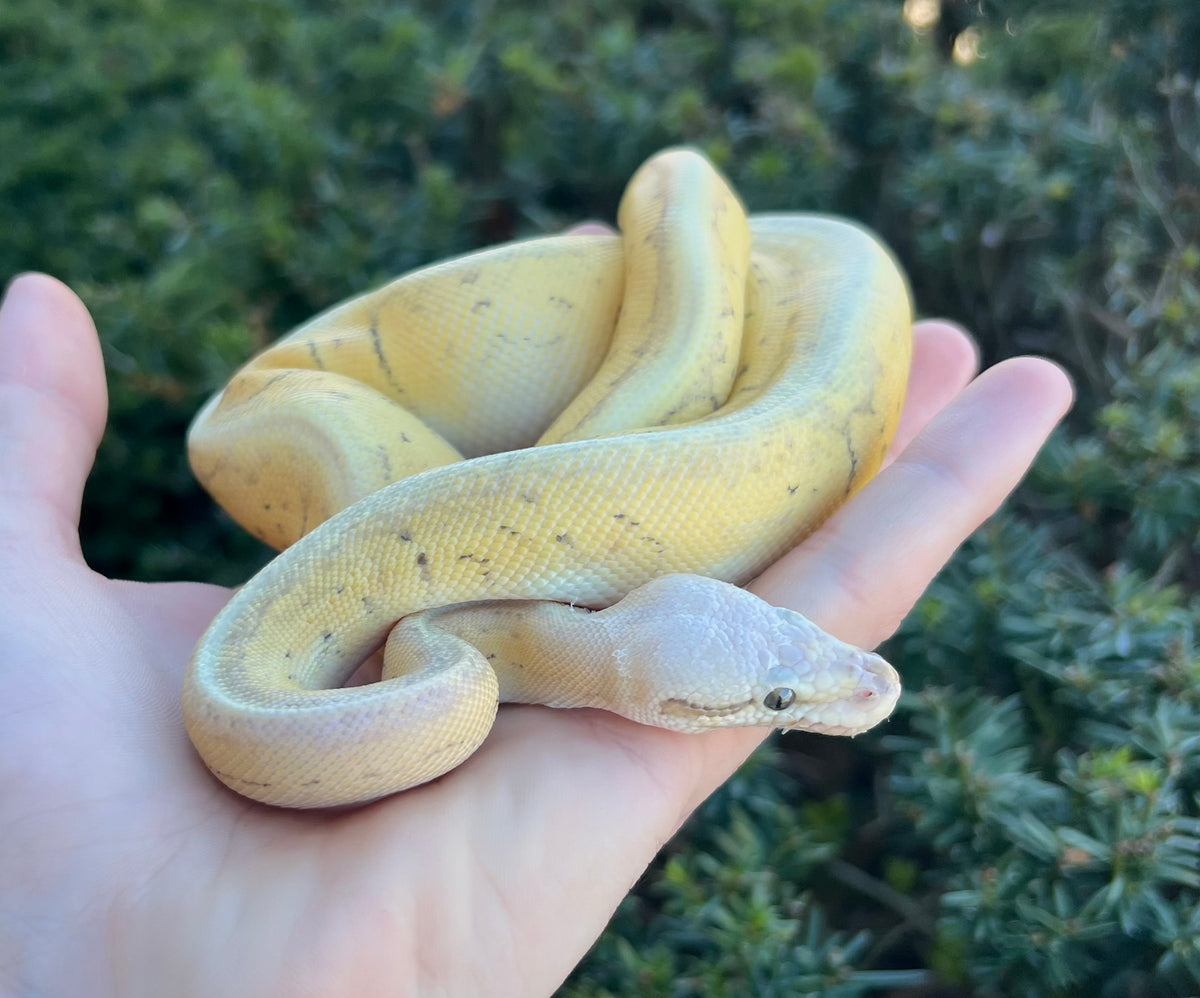 Juvenile Superblast Ghost Python (Female) – Scales and Tails of Ohio
