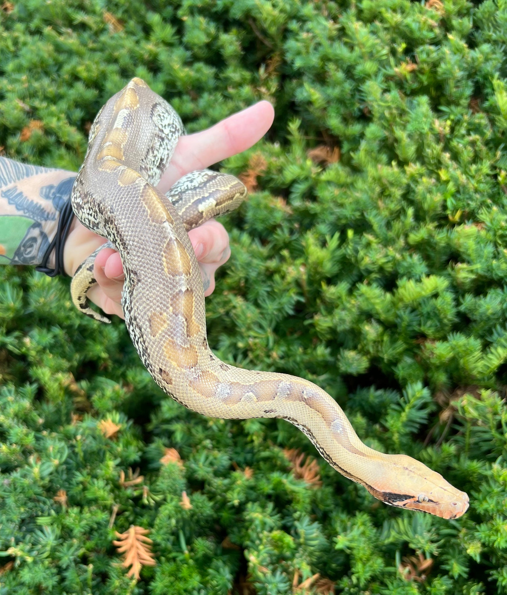 Bull Python Granite Juvenile Granite Latte Borneo Blood Python (Male) – Scales and Tails of ...