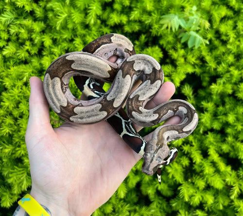 Small Aberrant Guyana Boa (Male)
