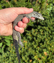 Load image into Gallery viewer, Juvenile Nile Monitor