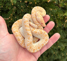 Load image into Gallery viewer, Juvenile T-Albino Brazilian Rainbow Boa (Female 1 + FREE HET)