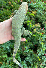 Load image into Gallery viewer, Juvenile Caiman Lizard (2)