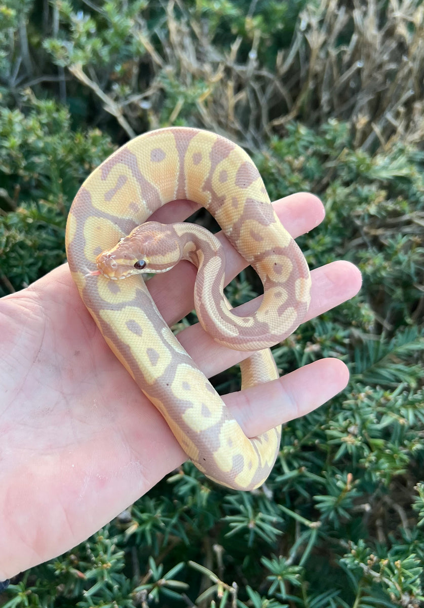 Baby Banana Cinnamon YB Ball Python (Male) – Scales and Tails of Ohio
