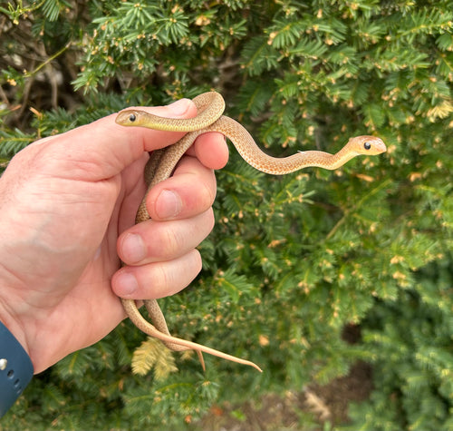 Baby Red Beaked Snake
