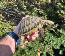 Load image into Gallery viewer, Adult Hermann’s Tortoise (Male 2)