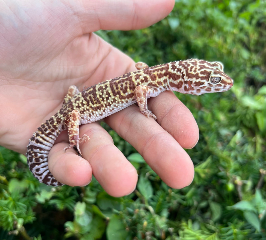 Adult Leopard Gecko (Female 4)