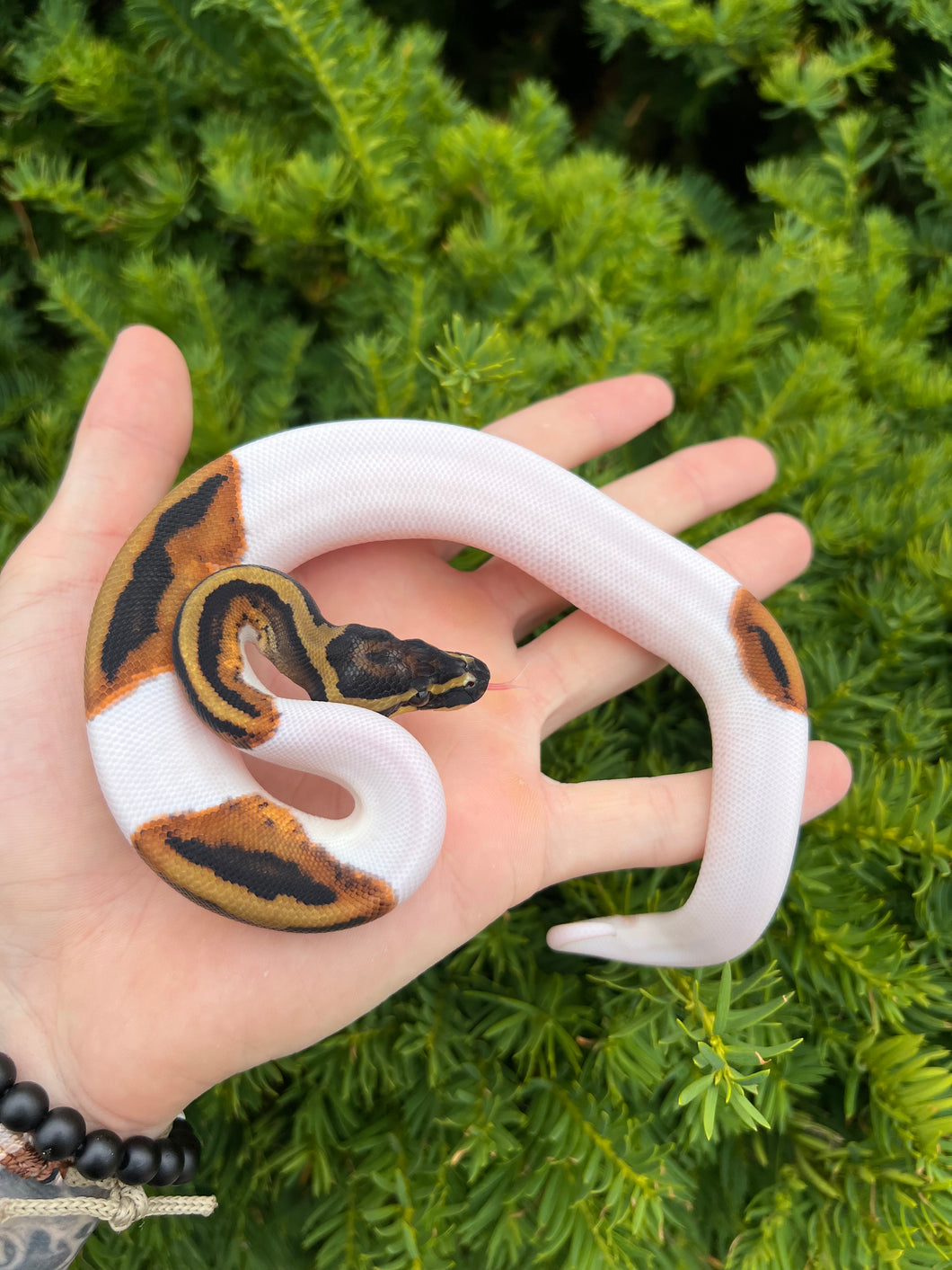 Baby Pied Ball Python (Male 2)