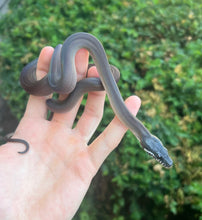 Load image into Gallery viewer, Baby Southern Black White-Lipped Python (Male)