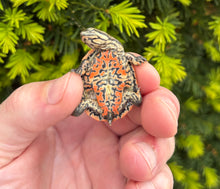 Load image into Gallery viewer, Baby Geoffroys Sideneck Turtle