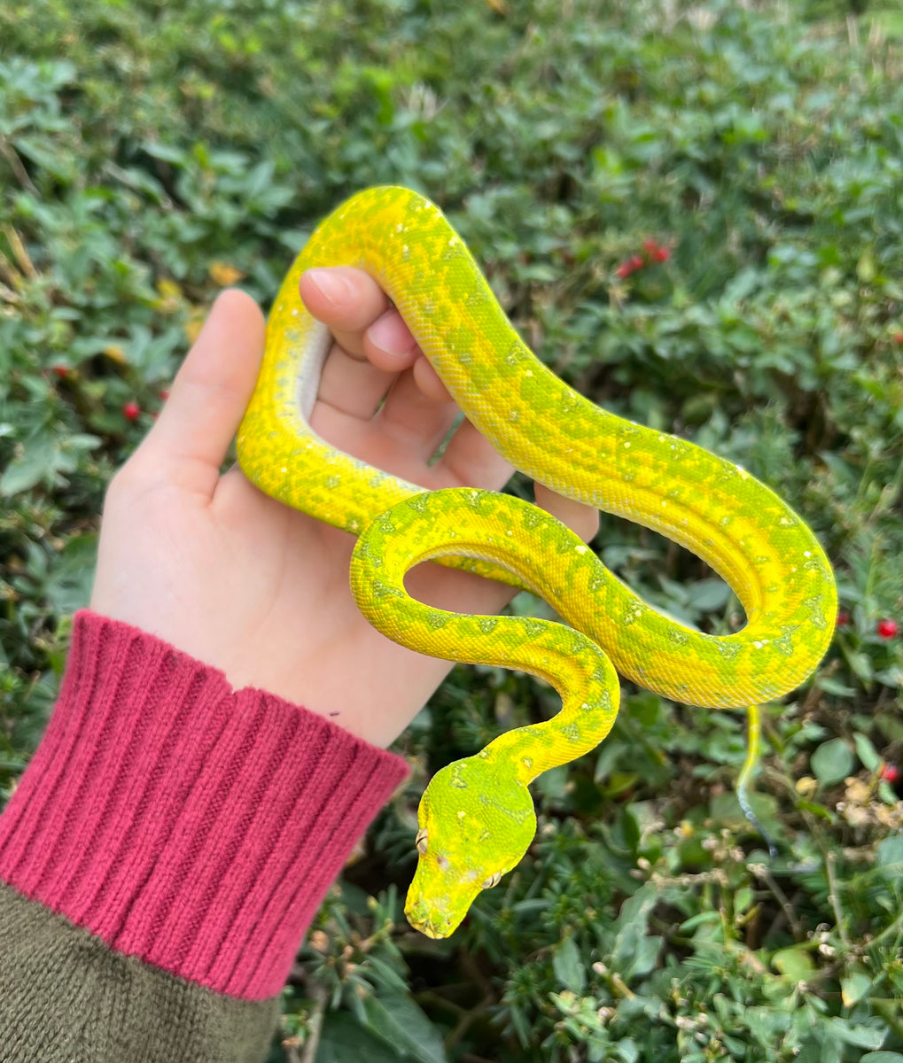 Sub-Adult Biak Green Tree Python (Female 2) – Scales and Tails of Ohio