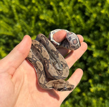 Load image into Gallery viewer, Baby Stripe-Tailed Columbian Red-Tailed Boa Constrictor (Male)