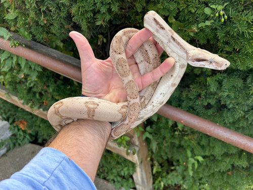 Sub-Adult Super Ghost Red-Tailed Boa Constrictor (Male)