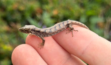 Load image into Gallery viewer, Baby Mexican Alligator Lizard (1)